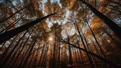 Looking Up Through Tall Trees in a Forest with Sunlight Peeking Through.
