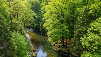 Lush Green Forest With Winding River Under Sunlight.