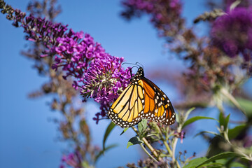 A vibrant Monarch butterfly (Danaus plexippus) with orange and black wings feeds on nectar from the purple flowers of a butterfly bush (Buddleja davidii) in a sunny summer garden.