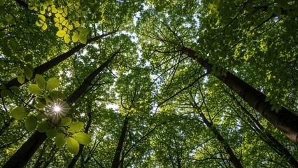 Sunlight filtering through lush green leaves in a vibrant forest canopy, viewed from below.