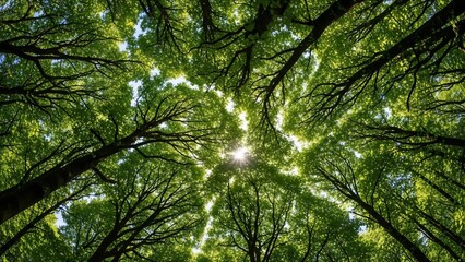 Sunlight filtering through lush green tree canopy in a vibrant forest, viewed from below.