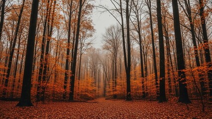 Vibrant Autumn Forest Path with Tall Trees and Colorful Fallen Leaves.