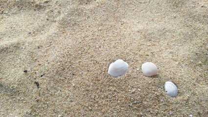 Two small white sea shells resting on a bed of coarse, multi-colored beach sand.