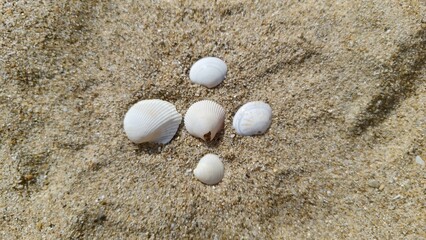 Five white sea shells arranged in a symmetrical cross pattern on the sand.