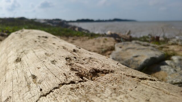 Detail of a fallen tree trunk on the sand with a soft-focus view of the sea and horizon.