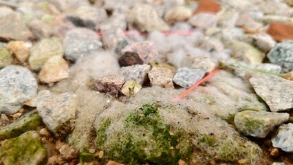 White fibrous mold and green algae patches spreading across granite pebbles and sandy debris in a damp outdoor setting