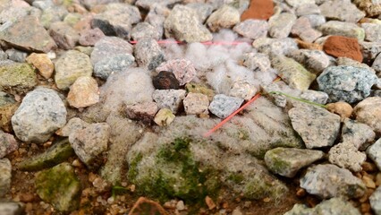 White fibrous mold and green algae patches spreading across granite pebbles and sandy debris in a damp outdoor setting