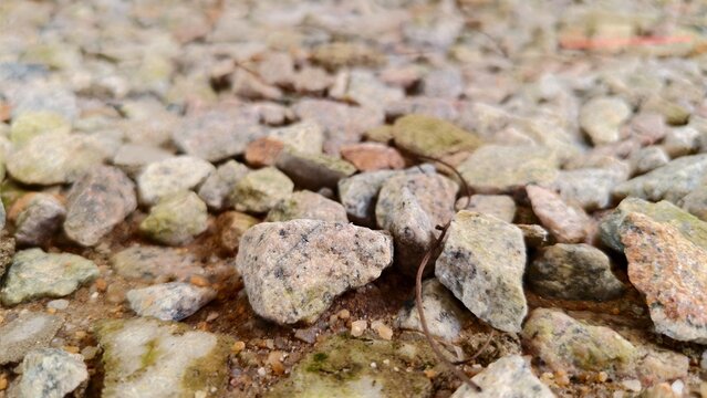 Perspective view of a stony terrain composed of angular, weathered rocks and fine-grained sediments.