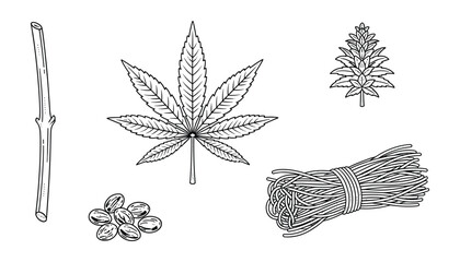 Hand drawn cannabis sativa or marijuana leaf seeds and fiber botanical illustration sketch vector