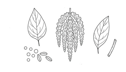 Hand drawn drawing of amaranth plant with seeds leaves and inflorescence in sketch style