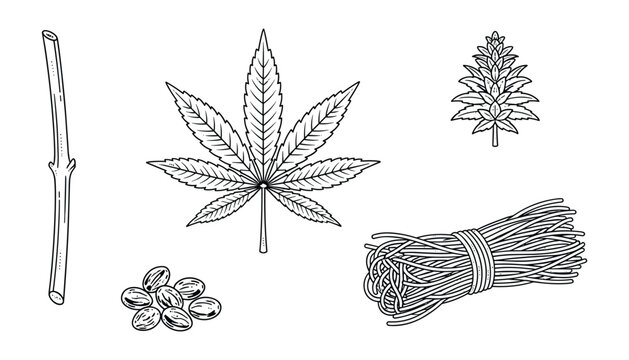Hand drawn cannabis sativa or marijuana leaf seeds and fiber botanical illustration sketch vector