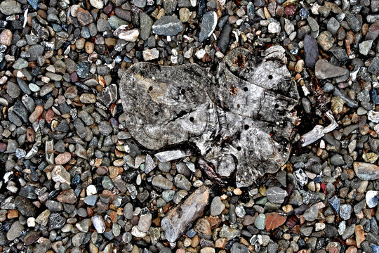 Sawed tree trunk and gravel abstract 