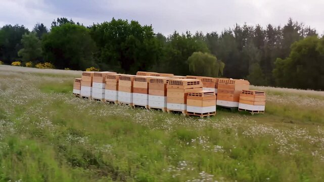 Drone view of a large apiary with numerous wooden beehives situated in a beautiful green wildflower meadow. Lush trees line the horizon under a cloudy sky, showcasing sustainable beekeeping practices 