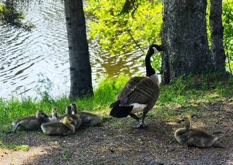 family of geese