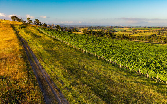 Golden light illuminates a sprawling vineyard and winding dirt track on a hillside, overlooking a picturesque rural valley.