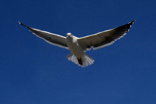 Gull Gliding with wings at maximum extension, Bodega Bay, California 
