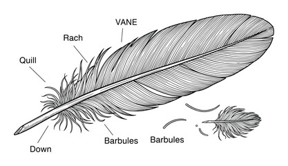 Sketch of feather with vanes, rachis, quill, barbules, and down for education design concept © GoDesigner