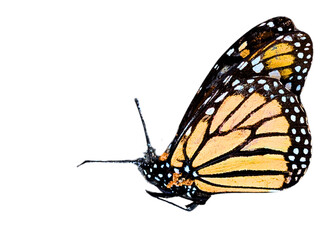 Monarch butterfly with transparent background © Isla Prints