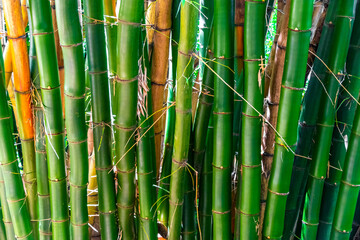 Green yellow bamboo tree trees in tropical forest Brazil.