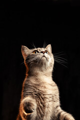 Obraz premium cat on a black background