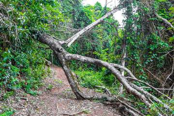 Tropical jungle rainforest with broken uprooted trees landslide after storm.