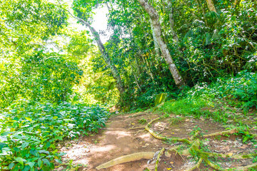 Tropical jungle rainforest trail in mountains on Ilha Grande Brazil.