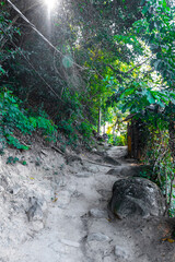 Tropical jungle rainforest trail in mountains on Ilha Grande Brazil.