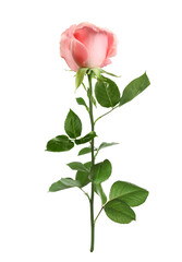 Pink rose with green leaves isolated on white