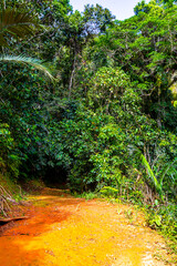 Tropical jungle rainforest trail in mountains on Ilha Grande Brazil.