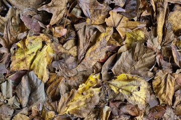 Dead Fall season leaves scattered on ground Mulberry Maple tree foliage.