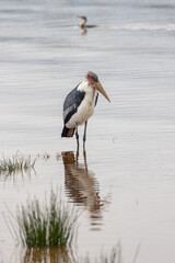 Marabou stork reflecting in the waters of Lake Nakuru in Kenya Africa KEN