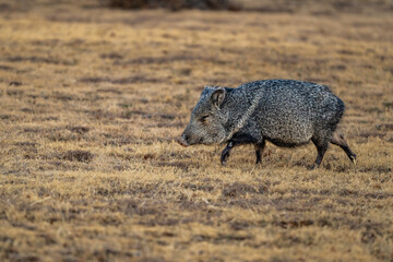 Javelina Trots Across Open Field