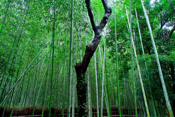 京都嵐山の嵯峨野を散策
