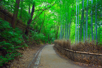 京都嵐山の嵯峨野を散策