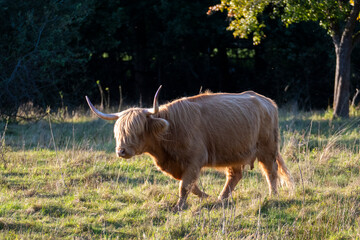Hochland Rind - Highland Cattle mit gro&szlig;en H&ouml;rnern auf einer Weide