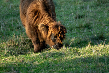Hochland Rind - Highland Cattle K&auml;lbchen mit gro&szlig;en H&ouml;rnern auf einer Weide