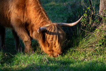 Hochland Rind - Highland Cattle mit gro&szlig;en H&ouml;rnern auf einer Weide