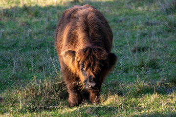 Hochland Rind - Highland Cattle K&auml;lbchen mit gro&szlig;en H&ouml;rnern auf einer Weide
