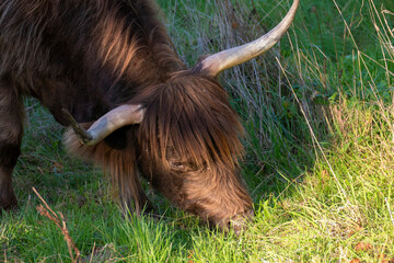 Hochland Rind - Highland Cattle mit gro&szlig;en H&ouml;rnern auf einer Weide