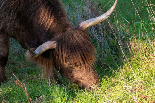 Hochland Rind - Highland Cattle mit gro&szlig;en H&ouml;rnern auf einer Weide