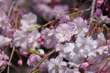 Obraz premium 満開の桜の花