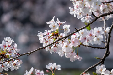 Obraz premium 満開の桜の花