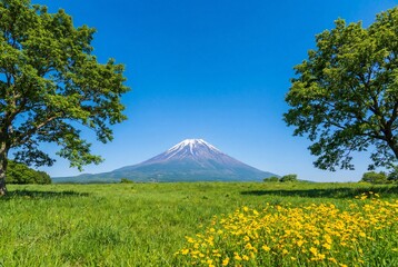 Scenic landscape of snow capped mount fuji framed by trees and green meadow with yellow flowers