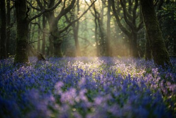 Obraz premium Sun rays filter through mossy trees onto a field of wild bluebells blooming in a peaceful spring wood