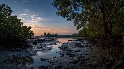 Awesome photo of scenic view of a mangrove forest at sunset with reflections in the calm water and exposed roots.