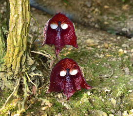 アリストロキア・サルバドレンシス