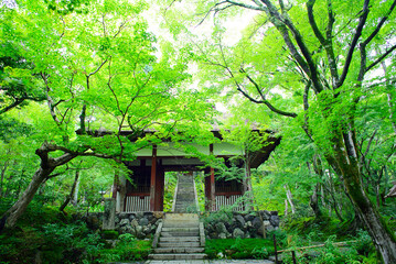 京都嵐山の嵯峨野を散策する