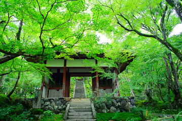 京都嵐山の嵯峨野を散策する