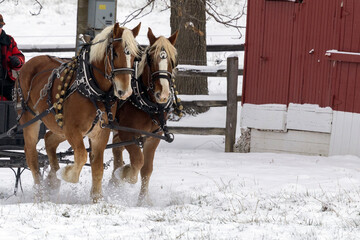horse in snow pulling sleigh, Nauvoo IL