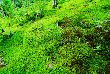 京都嵐山の嵯峨野を散策する